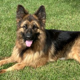 Sheba - German Shepherd