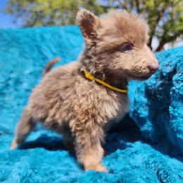 Magyc - Isabella German Shepherd puppy in Los Lunas, New Mexico from Mali's German Shepherds