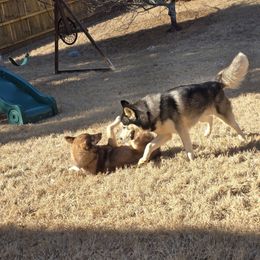 Siberian Husky puppies from Sierra's Siberian Huskies
