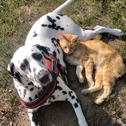 Dalmatians and Siberian Huskies from hnbhuskies