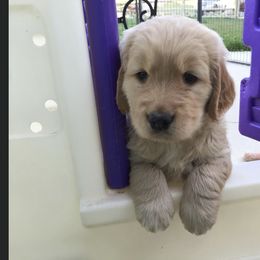Golden Retriever Puppies from Sonador Golden Retrievers