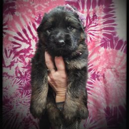 Mama Fratelli - Black and tan female German Shepherd puppy in Fort Jennings, Ohio from Von Holtzapple German shepherds