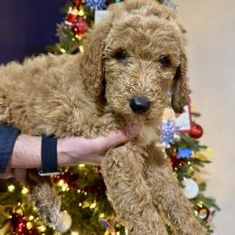 Pink - Apricot female Goldendoodle puppy in Cape Coral, Florida from Magnolia Doodles co.