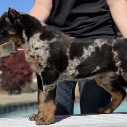 Beauceron and Doberman Pinscher Puppies from Elitehaus