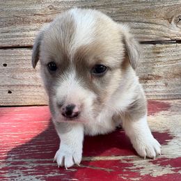 Andrew - Sable and white male American Corgi puppy in Preston, Idaho from KC Bar
