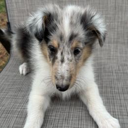 Apollo - Blue merle male Collie puppy in Yukon, Oklahoma from ColliesOklahoma