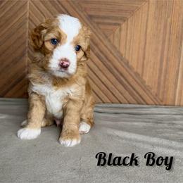 Black Boy - Red male Bernedoodle puppy in Modesto, California from Two Doods Doodles