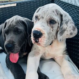 Great Danes from SOBOC Legacy of Colors LLC