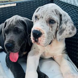 Great Danes from SOBOC Legacy of Colors LLC