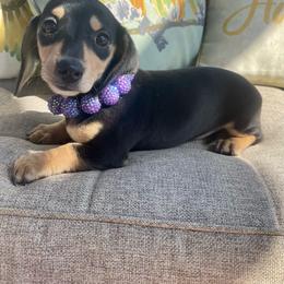 Ebony - Black and cream female Dachshund puppy in Williamsburg, Kentucky from Whispering Pine Dachshunds & Pomeranians