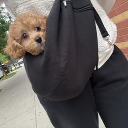 Maltipoo Puppies from Awwws-n-Pawws