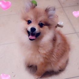 Pomeranian Puppies from Pers N Poms
