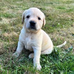 Girl 2 no collar - Yellow female Labrador Retriever puppy in Arlington, Washington from Stout's Hunting Labs and trsbullies