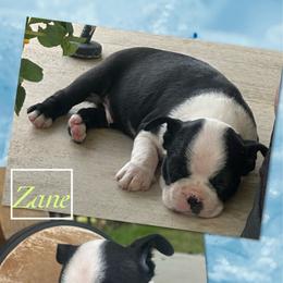 Zane - Black and white male Boston Terrier puppy in Brazos Point, Texas from TX Southern Belle Bostons