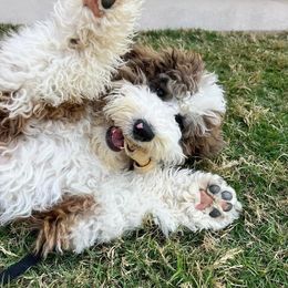 Aussiedoodle, Cavalier King Charles Spaniel, and Miniature Australian Shepherd All Grown Up from Triple Cross Aussies Triple Cross