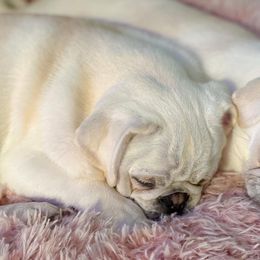 Pugs from Groovy Pugs