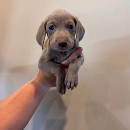 Scout - cream collar - Silver gray female Weimaraner puppy in Riverside, Utah from Blue Phantom Kennels