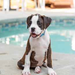 Paul Revere (Revere) - Brindle male Boxer puppy in Georgia from Stephanie’s Boxers