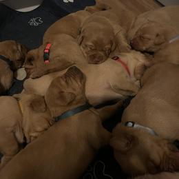 Labrador Retriever Puppies from Lake Crystal Farms Labradors