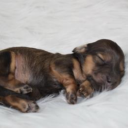 Shaded cream girl - Cream female Dachshund puppy in Seminary, Mississippi from Down South Mavericks Dachshunds