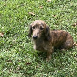 Morgan - Dachshund