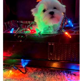 Maltese Puppies from OT Maltese & Co