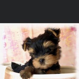 Biewer Terrier and Yorkshire Terrier Puppies from Wisteria Yorkies