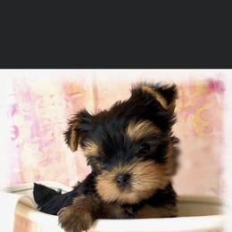 Biewer Terrier and Yorkshire Terrier Puppies from Wisteria Yorkies