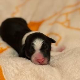 Wrangell - Black and white male Border Collie puppy in Wasilla, Alaska from Story Kennel