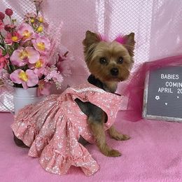 Mamacita - Yorkshire Terrier