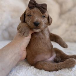 Leia - Red  female Goldendoodle puppy in Gilbert, Arizona from Doodle Bliss