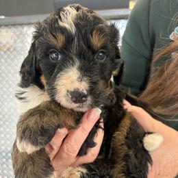 Romeo - Tri-color male Bernedoodle puppy in Carlotta, California from Lost Coast Bernese Mountain Dogs