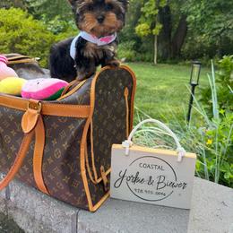 Biewer Terrier and Yorkshire Terrier Puppies from Coastal Yorkshire Terrier Yorkies & Biewer Terriers