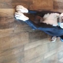Emma - Great Dane