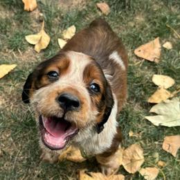 Jake - Liver white and tan male English Springer Spaniel puppy in Coeur D'alene, Idaho from Springer Hollow