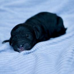 Davis - Black male Poodle puppy in Willacoochee, Georgia from Kitandkboodle's Doodles