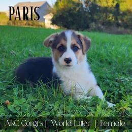 Paris - Black and tan female Pembroke Welsh Corgi puppy in Pine Village, Indiana from NL Horsemanship