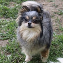 Karma - Pomeranian