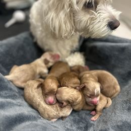 Cockapoo puppies from Doodles of Joy