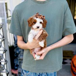 Spell - Red  female Goldendoodle puppy in Springville, Utah from Happy Doodle