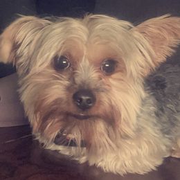 Tookie - Yorkshire Terrier