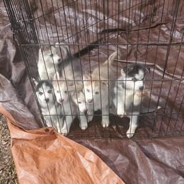 Siberian Husky Puppies from Nancy Barger's Siberian Huskies