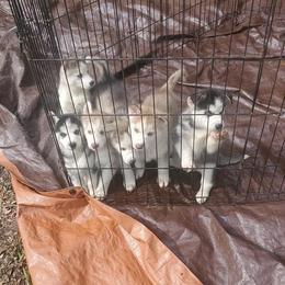 Siberian Husky Puppies from Nancy Barger's Siberian Huskies