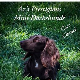 Coco Chanel - Dachshund