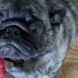 Chinese Cresteds, French Bulldogs, and Pugs from Puddles Palace Puppies