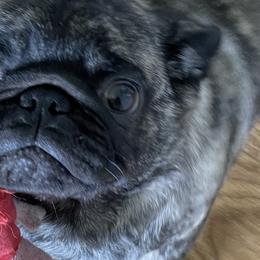 Chinese Cresteds, French Bulldogs, and Pugs from Puddles Palace Puppies