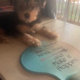 Assorted Doodle Crosses, Double Doodle, Maltipoo, Morkie, and Yorkipoo Puppies from Danza Bolo