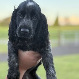 Jack - Black and white male English Springer Spaniel puppy in Fort Meade, Florida from Lake in the Hills Springers