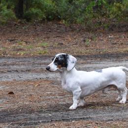 Dachshunds from Riverside Mini Weenies