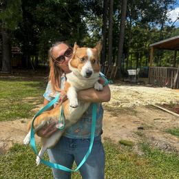 Texas Pete - Sable male Pembroke Welsh Corgi puppy in Saint George, South Carolina from Carolina cotton candy corgis